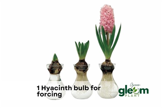 Hyacinth Bulbs and Forcing Vase Set | Indoor Spring Flower Bulb - Etsy