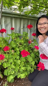 2.9K views · 452 reactions | How to propagate geraniums from stem cuttings based from my experience. Let’s talk about it . #plantsmakepeoplehappy #propagation #gardening #garden #viralpost #viral #plants | Merlinda Casapao | Facebook