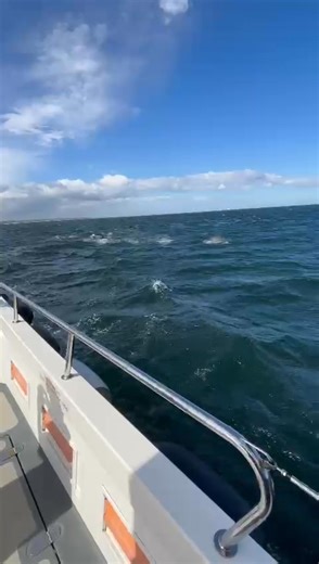 95K views · 1.9K reactions | Aberdeen Harbour Tours on Reels | Facebook