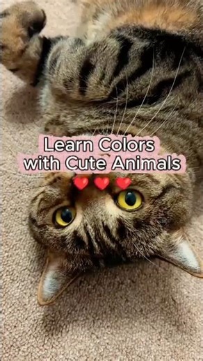 Learn colors with CUTE ANIMALS😍😍😍 #learncolors #colorsforkids
