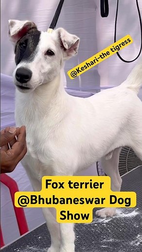 Fox Terrier Showtime Prep🐶✨ Bhubaneswar Dog Show 2025,“This Fox Terrier Is READY to Rule the Ring🏆🔥