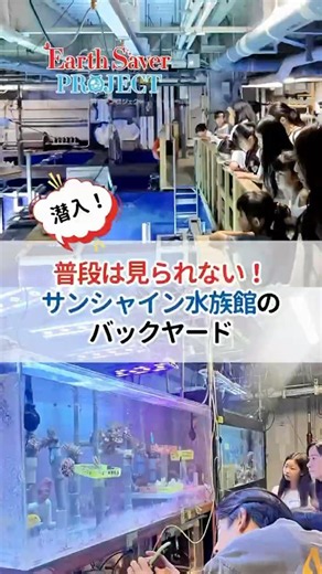 【水族館の裏側】サンシャイン水族館のバックヤードに特別潜入！サンゴと海を守るネイチャーポジティブツアー🪸✨