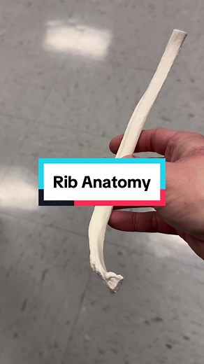 Rib anatomy #Ribs #Anatomy #AnatomyClass #ScienceClass | Anatomy Class