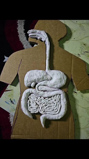 Model of the digestive system #trustthecprocess | Digestive Health