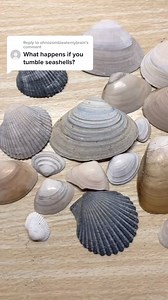 You guys made me do it 😬 #rocktumbling #willittumble #rocktumbler #seashells #moonriserocks #hobby #rocktumblingreveal #rocktumblingforbeginners | Moonrise Rocks