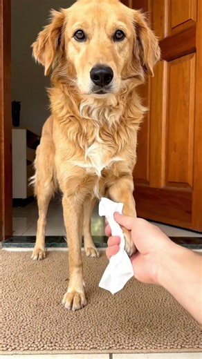 A simple, quick tip that makes a difference in your dog's routine 🐶✨