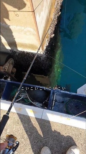 すき間にいる異常魚に針付き餌を見せるとバグり釣れる
