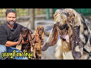 Totapuri Goat Farm। তোতাপুরী বাচ্চার দাম জানুন পাবানার ঈশ্বরর্দীর দেলোয়ার ভাইয়ের খামার থেকে।Goat Fam