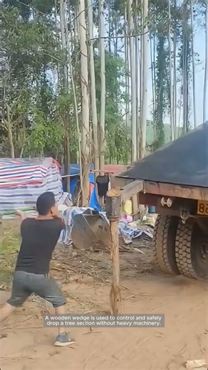 Manual Tree Felling Using a Wooden Wedge