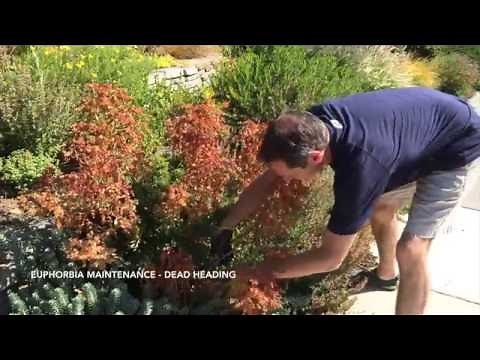 How to Maintain Euphorbia - Dead Heading