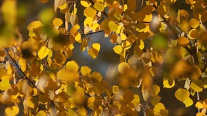 Why do we rarely see red on trees during the fall in Alberta? - The Weather Network