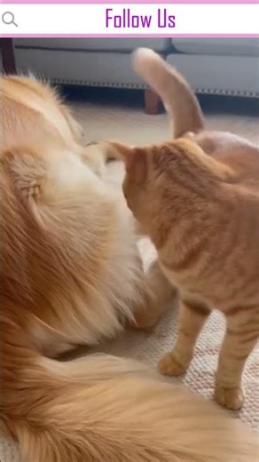 Cat’s Nap Gets Destroyed by Dog’s Fart Attack 😂💨😾 | Funniest Pet Drama Ever