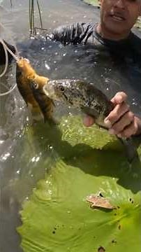 A very rare guapote #pesca #fishing #fish