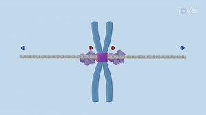 Video: Spindle Assembly