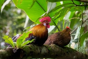 Jungle Fowl chicken hatcheries and breeders — The Featherbrain