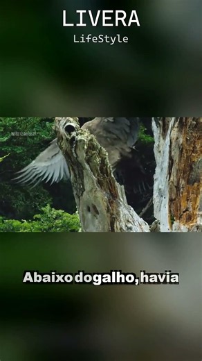 Flying HIGH: The GREATNESS of the wilderness #Birds #Nature #Wildlife