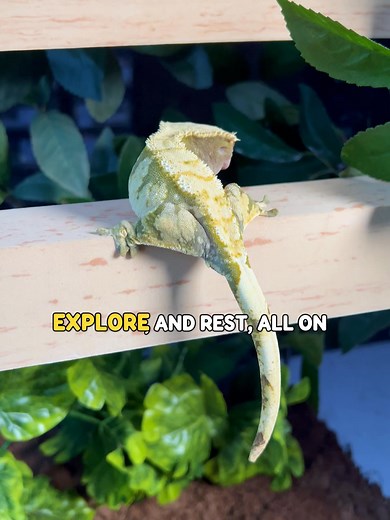 This is the #1 reason why over 60% of gecko parents rethink about their decor... 😱 Flex Bridge turns every enclosure into a soft, cloud-like haven, where your gecko can rest, climb, and feel right at home. 🌿 ✅ Soft EVA foam that’s gentle on claws & soft skins ☁️ ✅ Easy grip surface for safe climbing 🧗‍♂️ ✅ Lightweight, safe — won’t hurt even if it falls 💨 ✅ Blends naturally with any setup 🌿 Caring for your gecko shouldn’t be stressful, it should be simple, fun, and full of joy! | Geckopia