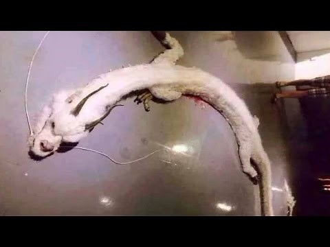 3 Unidentified CREATURES - Real or Fake?