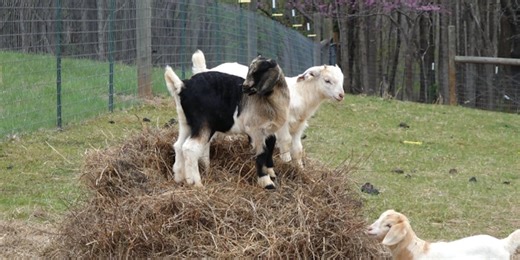 Sustainable Homestead Institute teaches self-sufficiency and survival skills