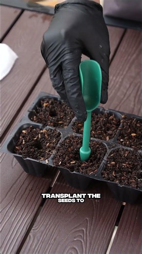 Here’s my “lazy-fast” way to start cucumbers