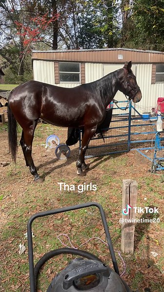 TnT stables (@twinetime20)’s videos with Cocky - Jo Tyler