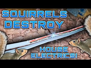 Do squirrels damage property? See the DAMAGE SQUIRRELS DO! How to trap squirrels legally.