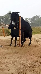 Two goats enjoying a beautiful moment I cute animal। advance goat farm #reelsvideo #reel #reels #shorts #viralreel #Reels #reelsfb #reelviral 2025 10may e1 | Advanced Goat Farm