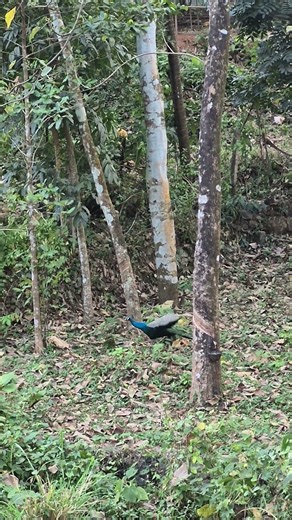 മുറ്റത്തൊരു മയിൽകൂട്ടം 😍😍#peacock #birds #evening