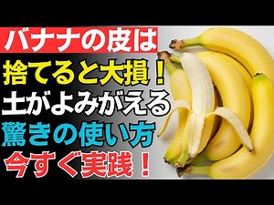 【あまり知られていない真実】バナナの皮を捨てるのはもったいない。庭をよみがえらせる力とは？今日から始めるやさしい土づくりの方法【家庭菜園】【ガーデニング】#バナナの皮#有機肥料#環境