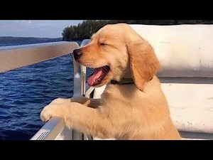 Top FUNNY PUPPIES That’ll Instantly Make Your Day Better! 😁 Funniest Animal Videos