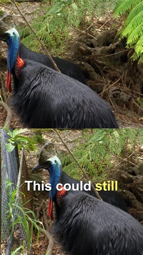 Fighting cassowaries are terrifying! 😱 #untamed #reels #cassowery #birds | Untamed