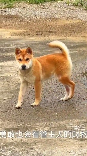 This Yellow Chinese Rural Dog Just Stole My Heart — Fluffy, Loyal, & Unbelievably Sweet (Not a Breed