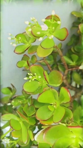 Flowers on Jade plant | Jade plant care | Artistic Jade plant flowers 🏵 #jade