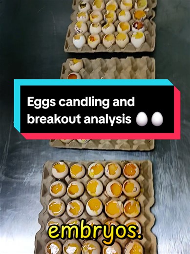 How to Candle Eggs: A Comprehensive Guide