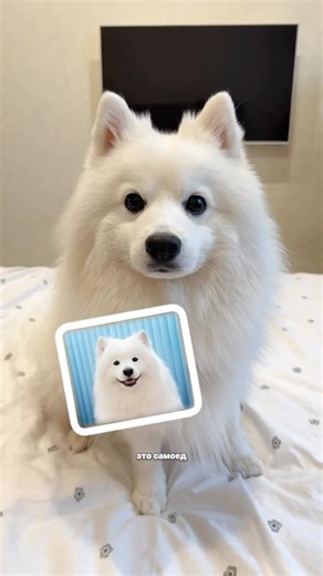 Miniature Samoyed 👀 #dog #animalfun #spitz #doglovers