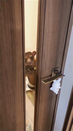 部屋に侵入しようとするいたずらっ子キンカジュー#kinkajou #animals #キンカジュー #可愛い動物