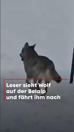 Leser sieht Wolf auf der Belalp und fährt ihm nach