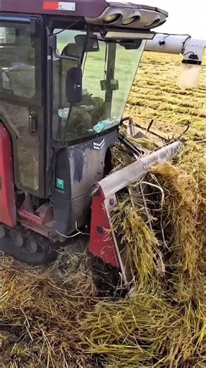 Rice Harvester Working in Muddy Field #farmtech #modernfarming #harvesting