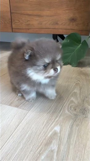 Little teddy bear Pom loves his best life 01/29/2026