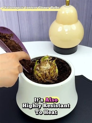 Why is Phalaenopsis lantern worth planting? 🏮 Lantern-Like Blossoms Each bloom unfurls like a tiny glowing lantern — soft, layered petals with an exotic orchid resemblance. 🌺 Orchid Elegance Without the Fuss Unlike traditional orchids, these grow from bulbs and are easy to care for, even for beginners! 🎨 Rare & Stunning Colors From romantic pinks and purples to pure whites — every bloom adds a sophisticated pop to your space. 🪴 Perfect for Pots or Garden Beds Ideal for balconies, patios, or 