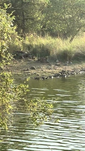 Rare Moment! Tiger Cub Spotted Near Padam Lake 😍 | Ranthambore Safari