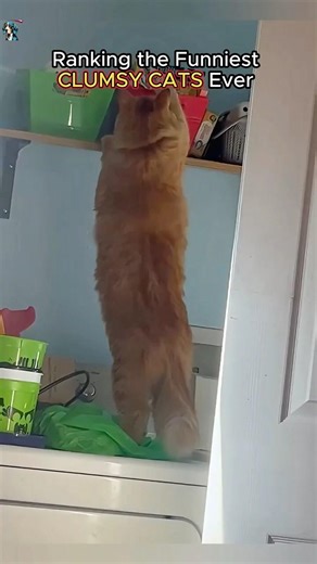 Ranking the Funniest Clumsy Cats Ever