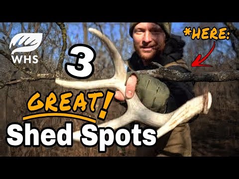 3 Great Spots To Find Shed Antlers