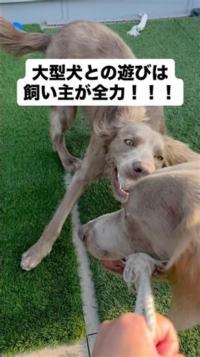 大型犬との遊びは飼い主が1番全力！#大型犬 #犬のいる暮らし #ワイマラナー#ワイマラナーロングヘアード #dog#wiemaraner #shorts #ルルちゃんのルンルンちゃんねる