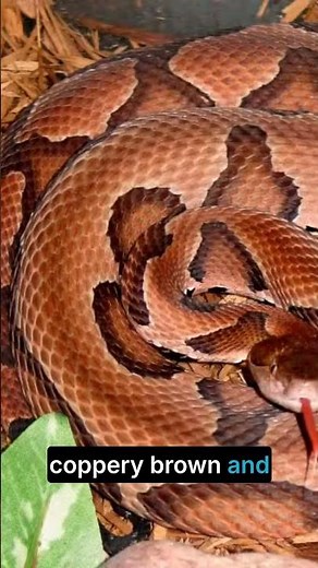 Copperhead Snakes: Appearance, Habitat & Venom