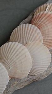 Natural Scallop Shells / Flat Seashells / Colored Seashells / Seashell Supply - Etsy Australia
