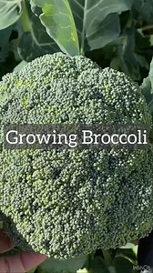 Growing broccoli in a warm climate can be tricky, but it’s totally doable! 🌱 The key is to plant early in the fall so it has time to mature before it gets too hot. Keep it well-watered and give it plenty of mulch to keep the roots cool. Trust me, fresh broccoli is worth the effort! 🥦 #GrowingBroccoli #wintergardening #GardenTips #floridagarden #floridagardening | Homegrown Florida