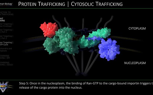 蛋白质分选和运输 Protein Sorting and Trafficking