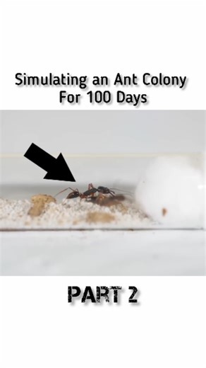 Explore In Parts on Instagram: "Simulating an Ant Colony For 100 Days #AntSimulation #AntColony #AIExperiment #100DayChallenge #SimulationLife #DigitalNature #DailyReel #SatisfyingVideo #ReelChallenge #WatchTillTheEnd ant simulation, AI ants, virtual colony, digital ecosystem, artificial life, simulation experiment, game dev, nature simulation, 100 day challenge, ant colony behavior, evolution simulation, satisfying animation, daily experiment, growth over time"