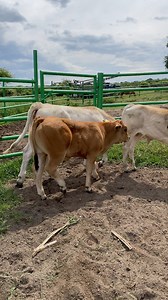 12K views · 255 reactions | Parthenaise #semental #parthenaise #ganaderiaelcitrino | Ganadería El Citrino | Facebook